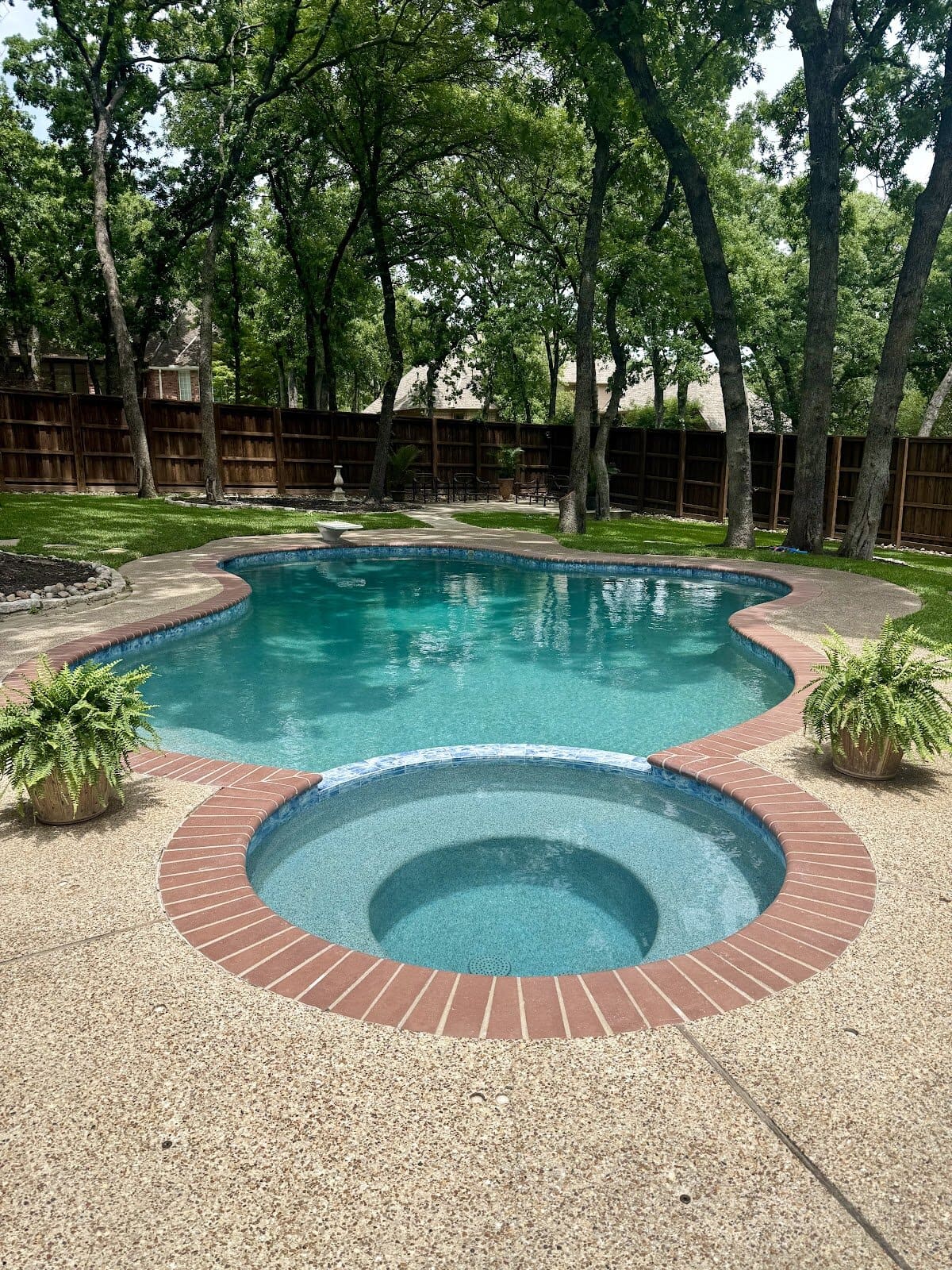 Renovated freeform pool with flush spa and brick coping in a Colleyville backyard surrounded by mature oak trees